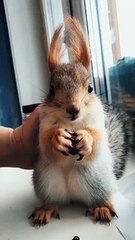 Cute squirrel eating