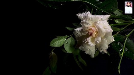 تلاوه خاشعه جدا تبكي القلوب المتحجره