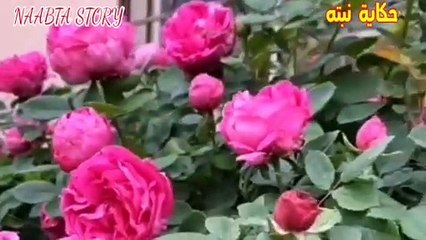 إزاي يكون عندك ورد بلدي بكثافه كبيره؟