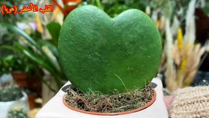 نبات الهويا كيري (القلب الأخضر) How To Care For Hoya kerrii