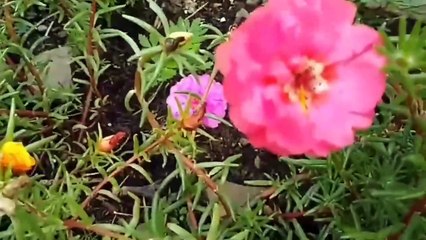 يا ترى ليه ورد الصباح مش بيزهر او زهوره قليله؟