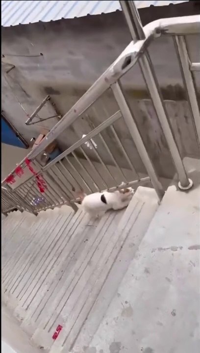 Funny Cats