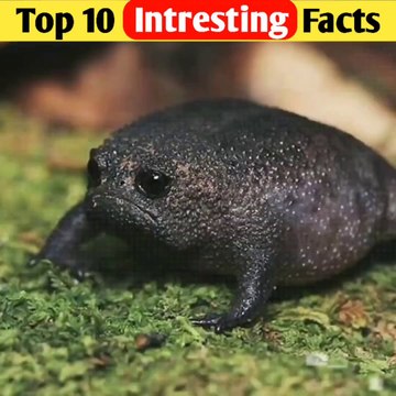 Amazing Facts _ intresting facts random facts in hindi @shorts @facts
