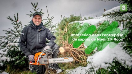 Chez JF Rood, des sapins de Noël de la nature à votre salon