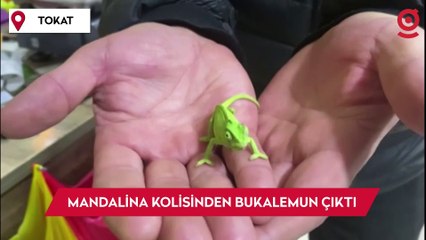 Mandalina kolisinden bukalemun çıktı