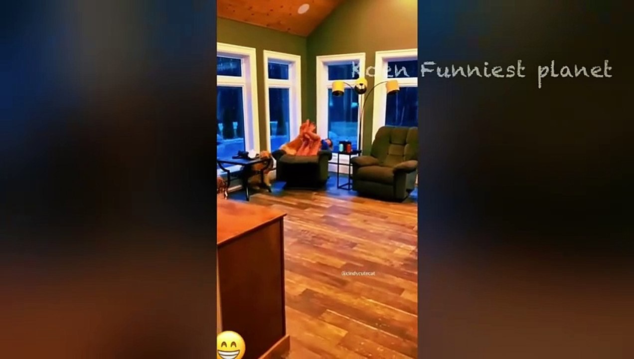 Funny Dogs And Cats Videos 2023  - Best Funniest Animal Videos