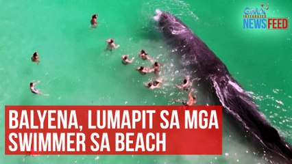 Balyena, lumapit sa mga swimmer sa beach  | GMA Integrated News