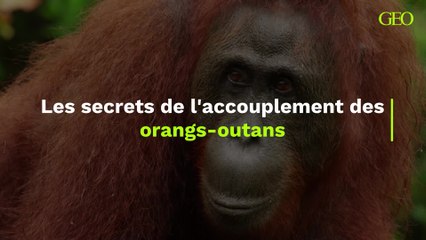 Les secrets de l'accouplement des orangs-outans dévoilés dans une étude