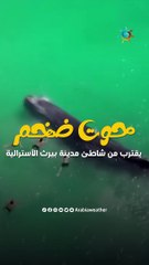 Download Video: في مشهد مذهل .. حوت ضخم يقترب من رواد شاطئ للسباحة معهم