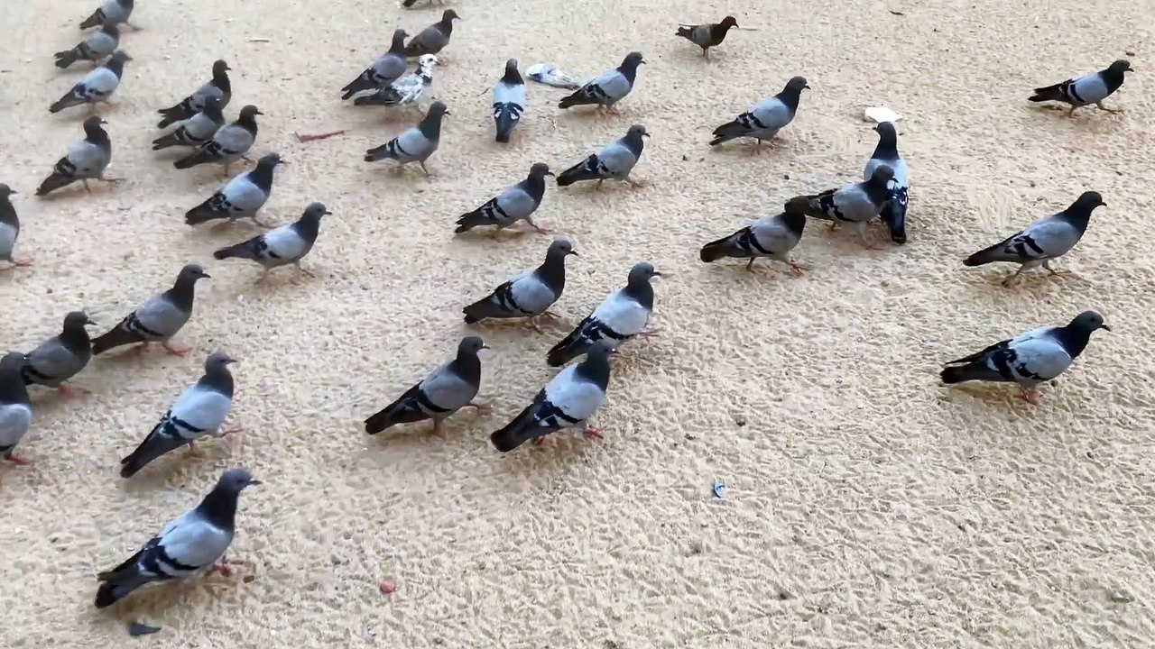 Dove of peace حمامة السلام