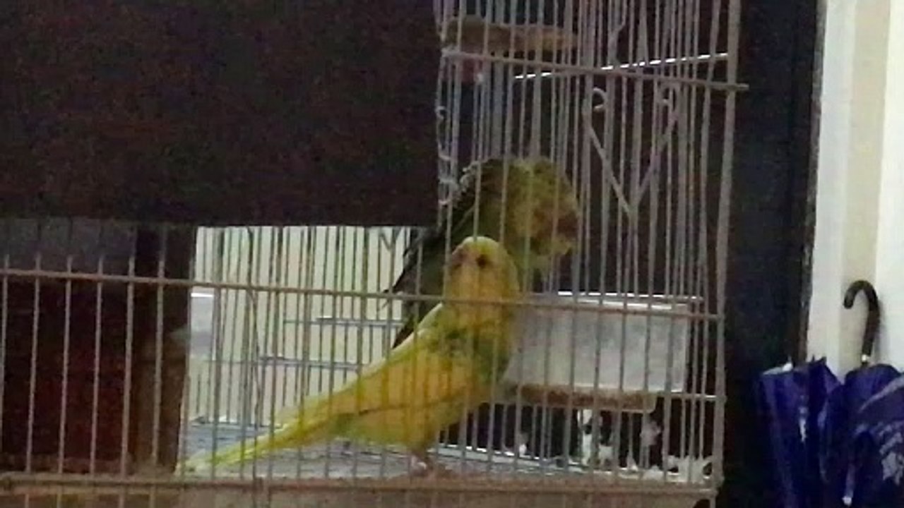 animals cute
