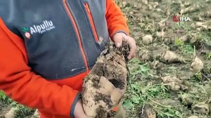 Edirne'de masraflı hasat başladı, 1 dönümden 7,5 ton ürün aldı: Tonu 1855 TL!