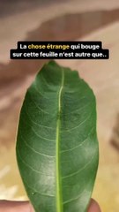 Découvrez la transformation étonnante de la chenille au papillon 🦋