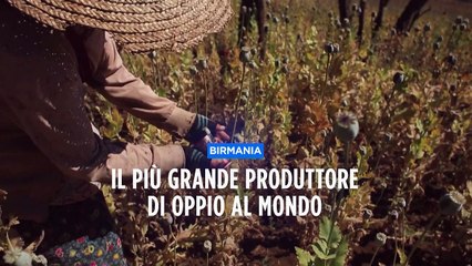 Onu: il Myanmar è il primo produttore di oppio al mondo, nel 2023 ha superato l'Afghanistan