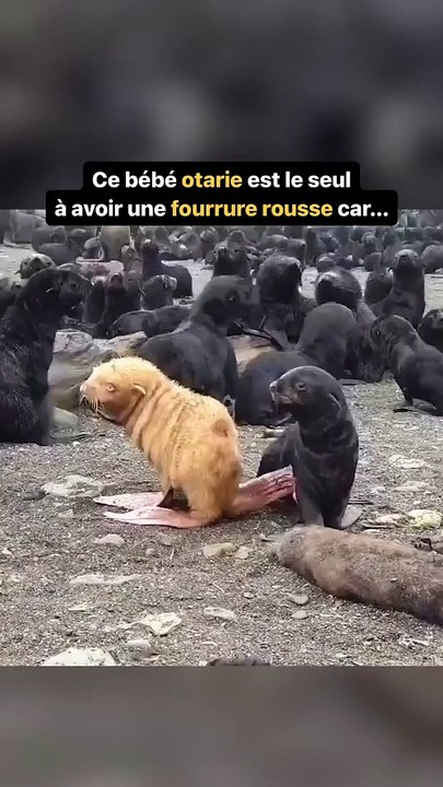 Le « vilain petit canard » 