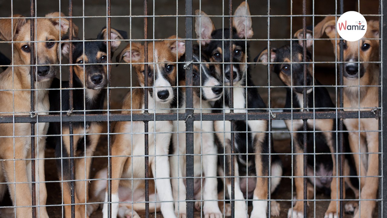 8-year-old child does the most incredible thing for dogs he’ll never even meet