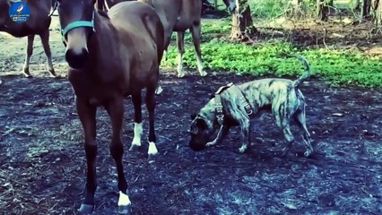 The most dangerous reactions of a horse are fatal blows to animals