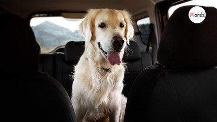 Owner asks dog a question: She is stunned when he answers