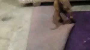 شاهد جرو يمزق اتات المنزل. انه مدلل.