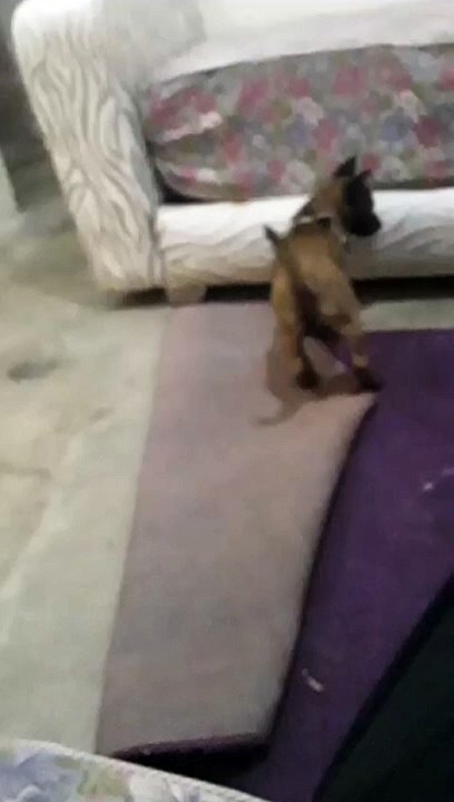 شاهد جرو يمزق اتات المنزل. انه مدلل.