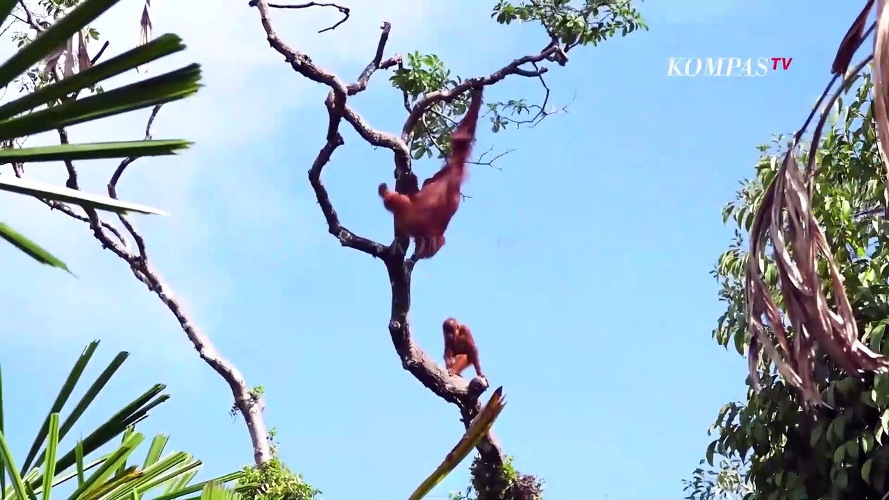 Polemik Satwa Dilindungi, WWF: Aturan Sudah Ada, Penegakam Hukumnya Kurang | BERKAS KOMPAS
