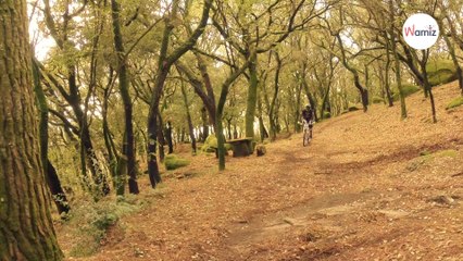 Man spots dog while biking in the forest, then realises something is very wrong 79/110