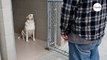 Rescue dog cowers away in fear until he realises who's in front of him