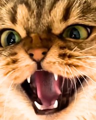 When Animals Fight Back! 🐾 Surprising Animal Encounters