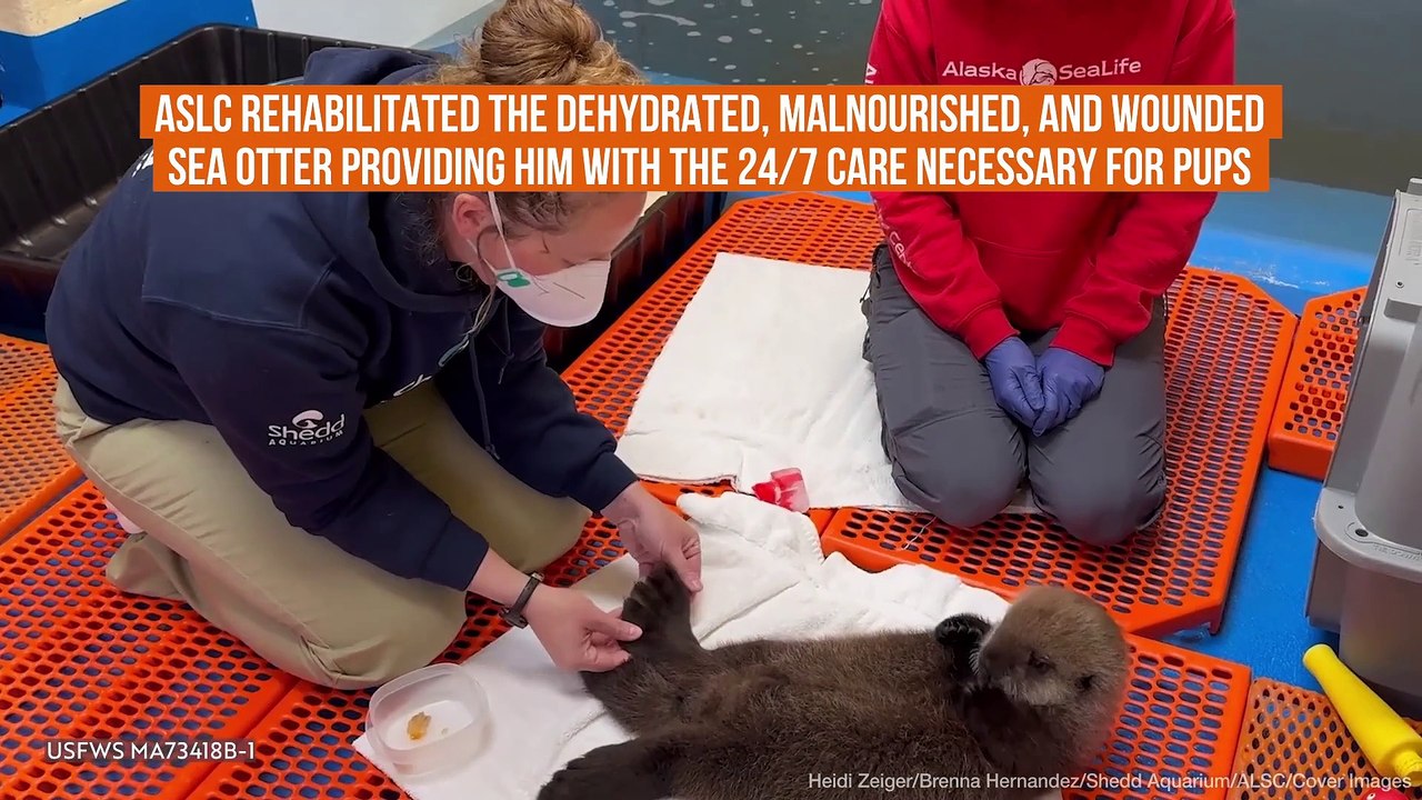 Otterly Adorable! Sea otter Pup Making A New Life In Chicago After Alaskan Rescue