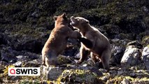 Tourists 'distressed' as bears brutally battle over mating rights