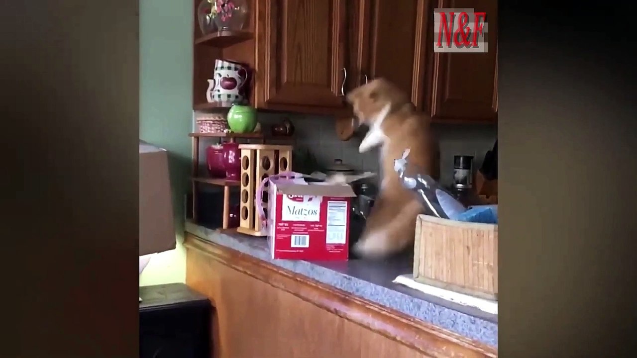 Funniest Cats Videos, The Siliest, Cutest And Funniest Cats 88