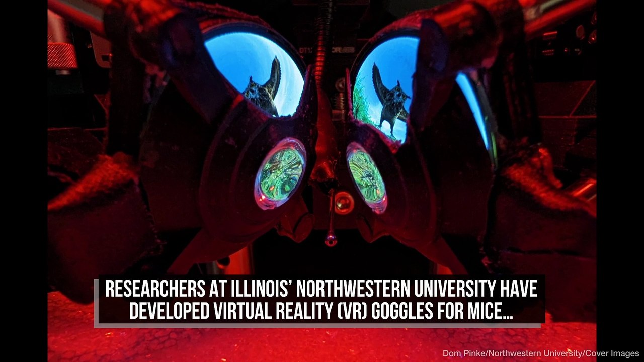 Scientists Create VR Goggles For Mice To Simulate Owl Attacks - video ...