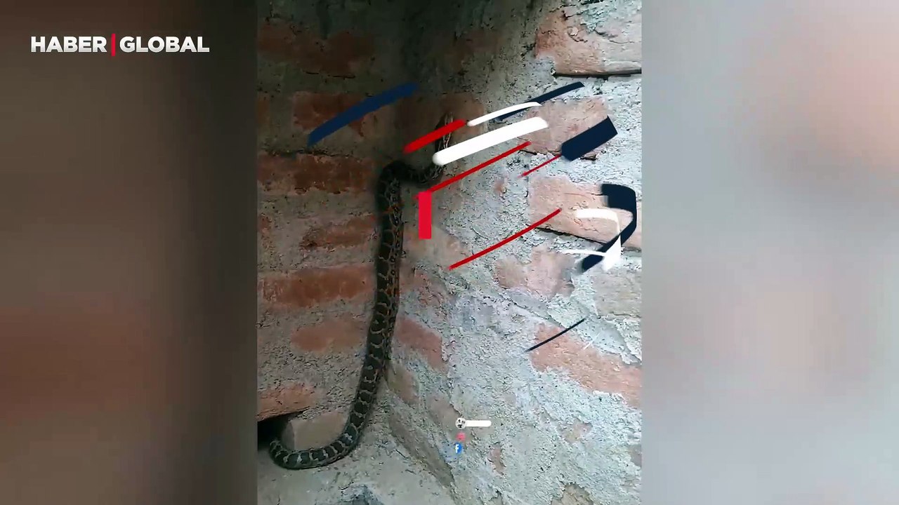 Gördüğü şeyin karşısında yuvasından çıkıp düz duvara tırmanan yılan viral oldu