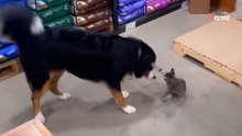 Questo Bovaro del Bernese ha una passione insolita e svela il suo segreto agli internauti (Video)
