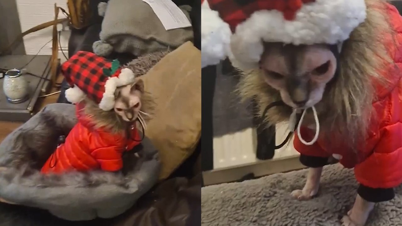 These grumpy cats aren't in a festive mood!