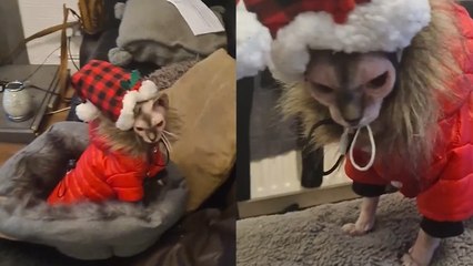 These grumpy cats aren't in a festive mood!