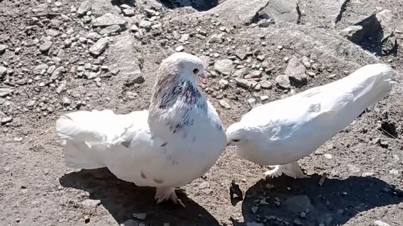 Video.Guru_20231212_190501080