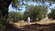 فيديو: الأردن يريد حماية أشجار الزيتون من الاندثار ومحاولات لإدراجها على قائمة اليونيسكو