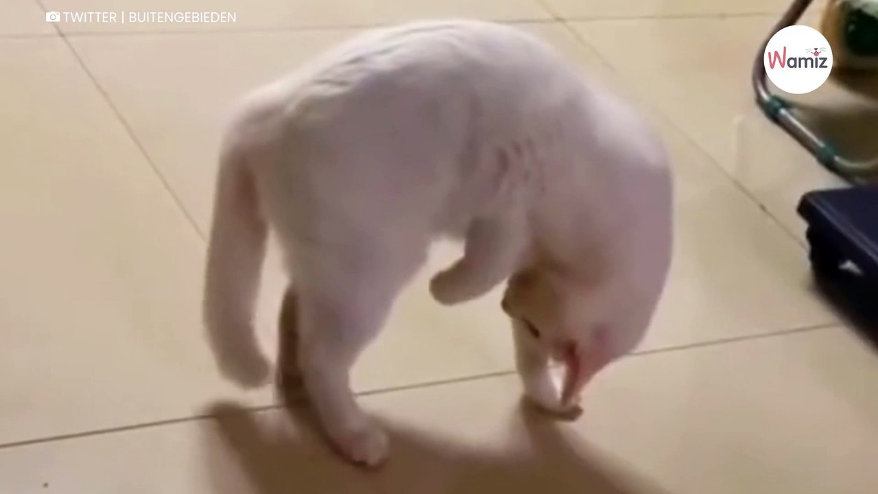 Kot odkrywa, że ma ogon i jest zszokowany: będziecie płakać ze śmiechu  (video)