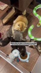 Kucing Lucu dalam Drama Menggemaskan 🐱