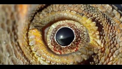 Kadal ini lari terbirit-birit melihat ular piton