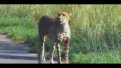 Cheetah menyerang hewan-hewan part 2