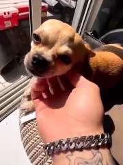 Dogs Doing Funny Things  Best of September 2023