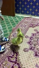 افراخ البط الصغير مع علوش الطفل العراقي  Baby duck bird
