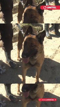 Goya y Falcon, los canes que fueron clave para hallar en un botadero el cuerpo sin vida del joven Miguel Ángel Chocamani, que estaba reportado como desaparecido desde el lunes 4 de diciembre de 2023