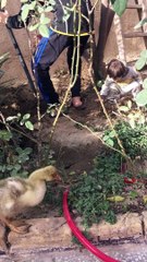 فرخ البط يعيش في بيتنا