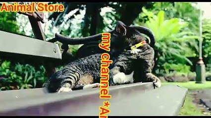 Very cute cat animal with magical eyes