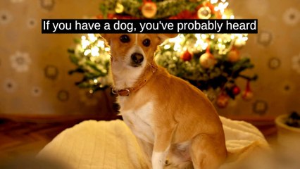 Why Can't Dogs Eat Chocolate