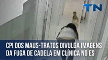 CPI dos Maus-Tratos divulga imagens da fuga de cadela em clínica
