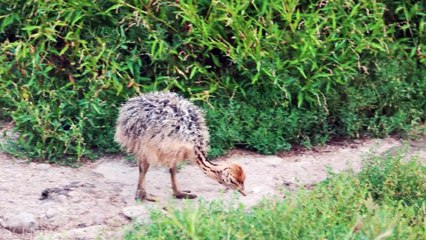 Baby Animals 4K - Amazing World Of Young Animals -